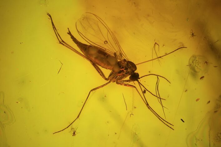 Fossil Fly (Diptera) In Baltic Amber #73313